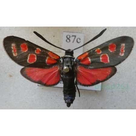 Zygaena carniolica (Scopoli, 1763) Kraśnik rzęsinowiec Spain87c